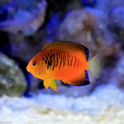 芒果仙橘红新娘海水神仙鱼海鱼活鱼海水观赏鱼海洋顺丰活体