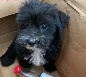 赵先生想领养一只狗泰迪和雪纳瑞可爱串串求领养聪明机灵