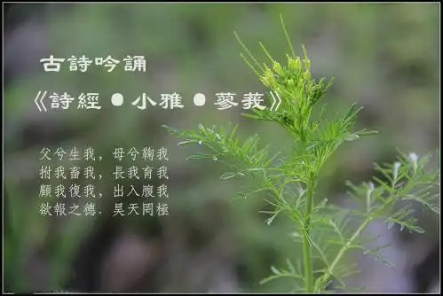 古诗吟诵诗经小雅蓼莪重新整理