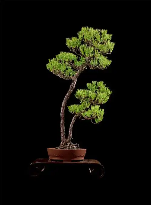 无底价成交价rmb: 20,700(含佣金)4401说明:此盆双杆式文人造型的黑松