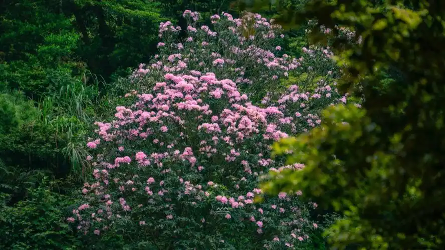 深圳梧桐山风景区毛棉杜鹃花展