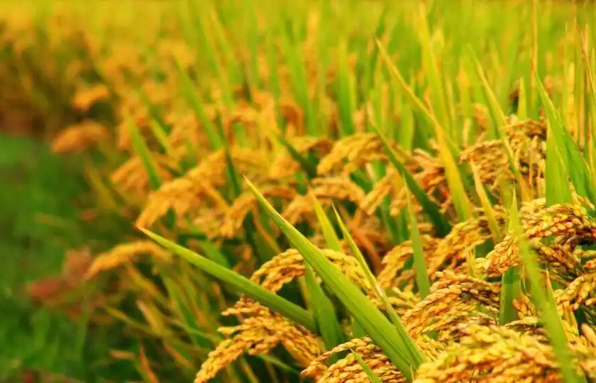 农田里稻子黄了高粱红了棉花白了这句话是写庄稼什么