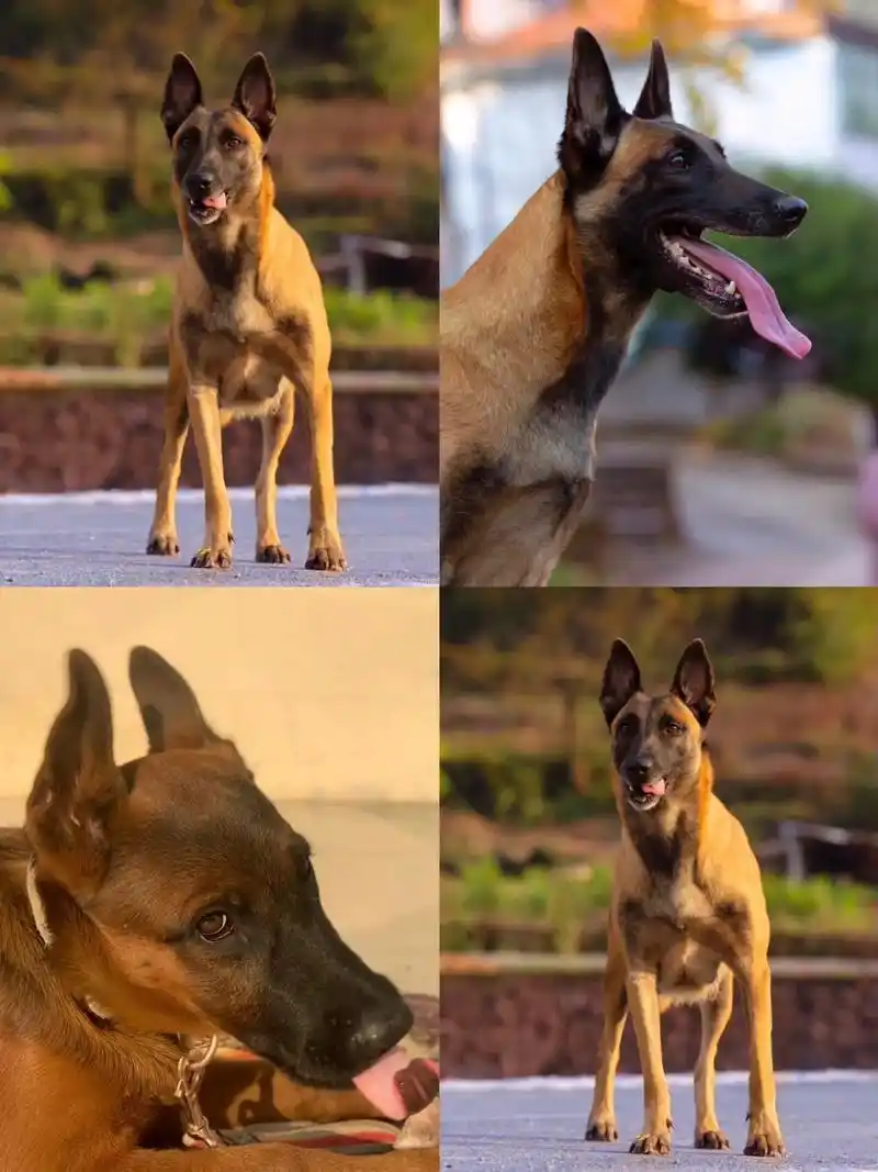 马犬115660156600一只找家人