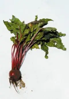 谁知道甜菜根是什么东东?