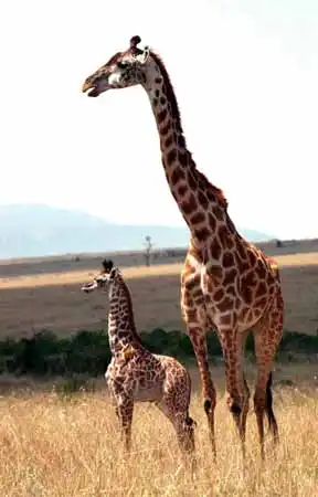 高高在上对角扬