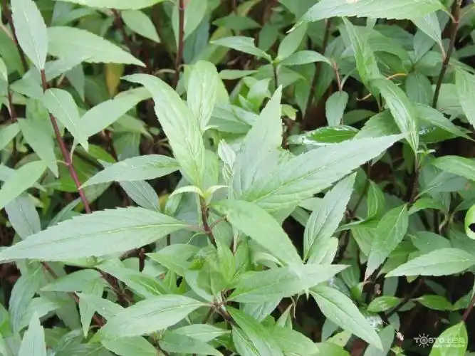 泽兰图片:突破想象的创作之路(艺术创作)-52线报网