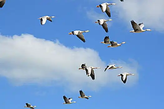 斑头雁,天空斑头雁,天空斑头雁,天空斑头雁,天空斑头雁,天空斑头雁