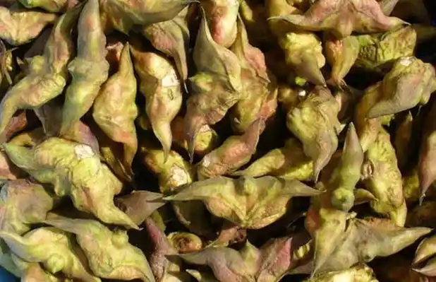 菱角的功效与作用及食用方法