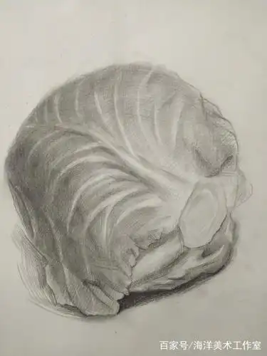 素描基础包菜的画法