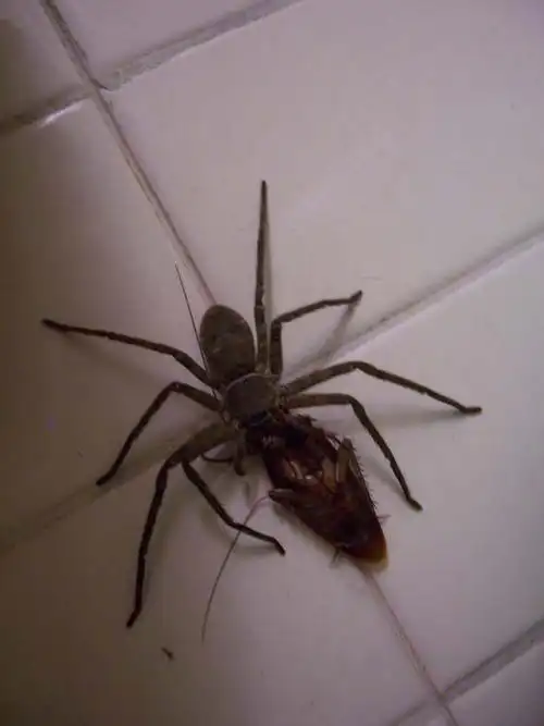 这是什么品种的蜘蛛啊?是蜘蛛吗