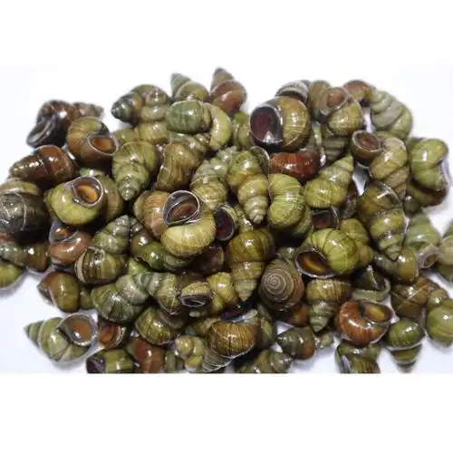 田螺剪尾机(剪田螺的钳子)_大全-幸福起航