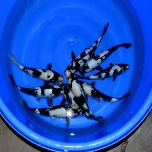 锦鲤纯种日本白写观赏鱼精品活体冷水宠物风水鱼