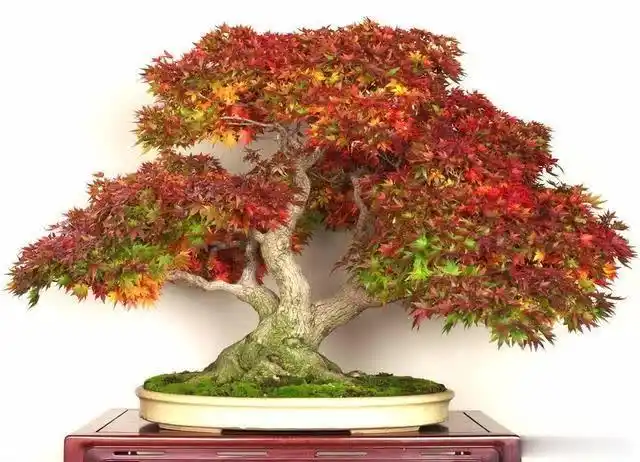 红枫盆景(红枫盆景怎么修剪)