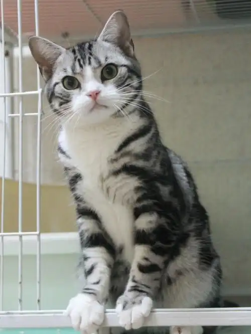 我觉得每一张都好好看,这个迷人的小东西#美短加白