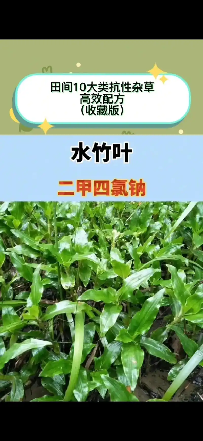 田间10种抗性杂草你认识几种?附防治方法!#抖音助农 #抖音 - 抖音