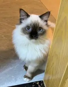 布偶猫 重点色 白手套