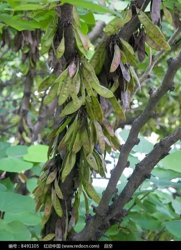 密密麻麻的紫荆荚果