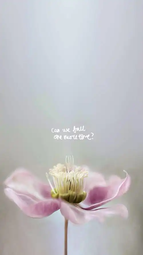 小清新 花朵 英文壁纸 高清壁纸 iphone壁纸 /欣勾勾