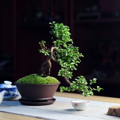 悬崖式雀盆景老桩植物客厅书房茶几窗台阳台造型盆景