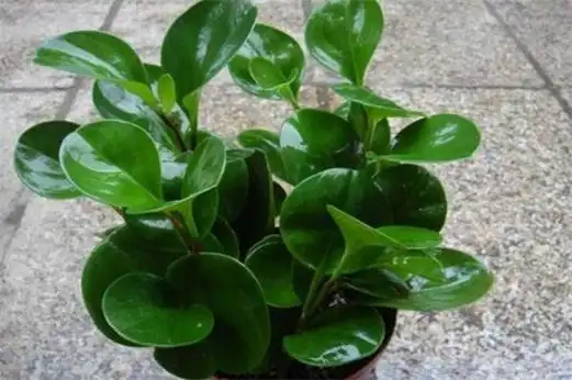 家里养碧玉花对风水好,有着聚财化煞的作用