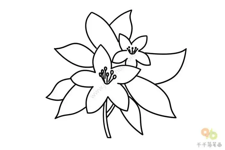 白百花简笔画手绘