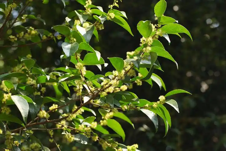 "气炸了"的柞木繁花满树