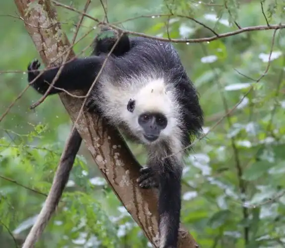 珍稀动物的故事 白头叶猴