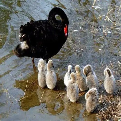 黑天鹅苗几个月大的好饲养了 亚成鹅怎么卖的 多少钱一对-阿里巴巴
