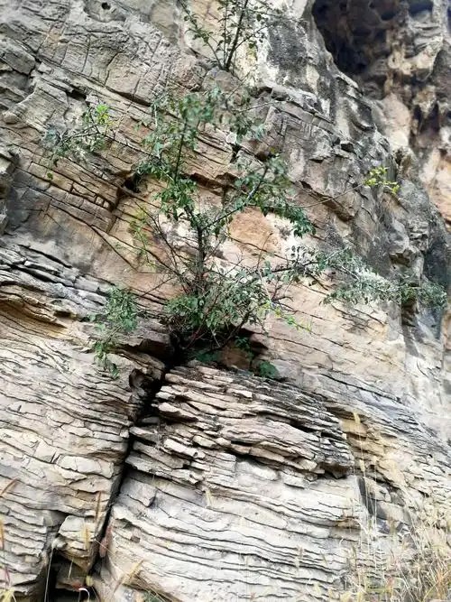 石缝里顽强的生命