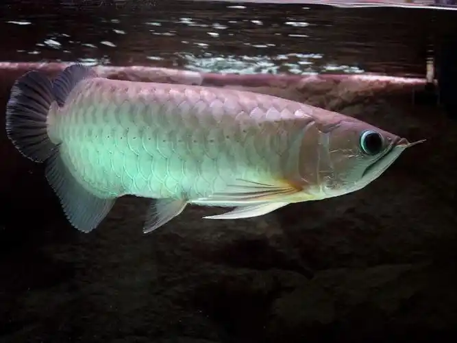 新手550d套头拍青龙鱼请拍砖!