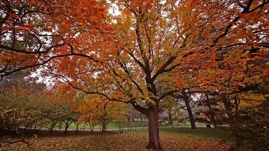 《淡墨清痕》第十七期 枫篇