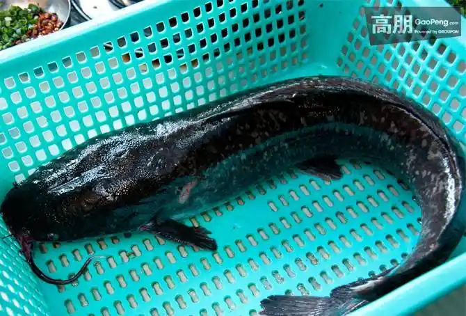 白胡子鱼词条图册_百度百科