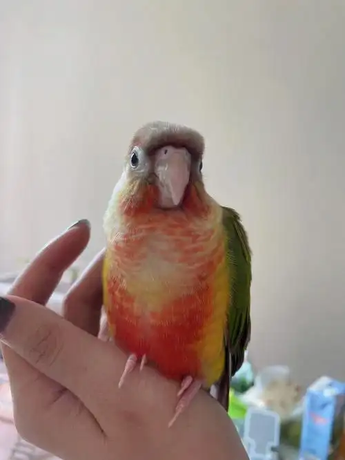 凤梨小太阳鹦鹉也太大坨了吧
