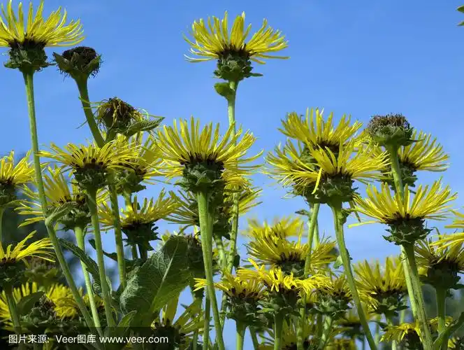 土木香;开花;旋覆helenium, alant