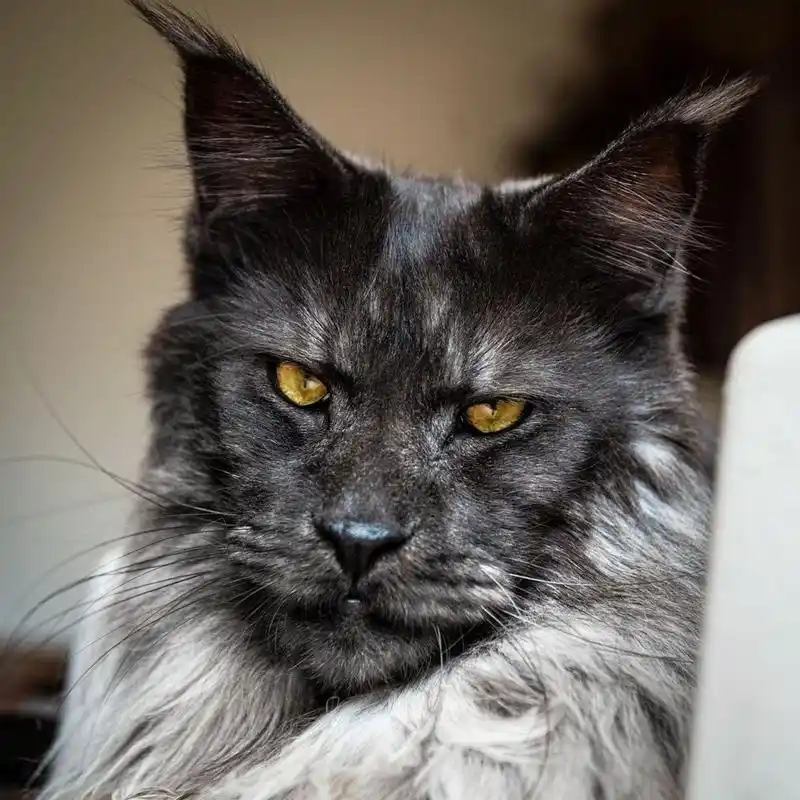 这两只缅因猫,眼神犀利气场两米八,喵界大佬没错了