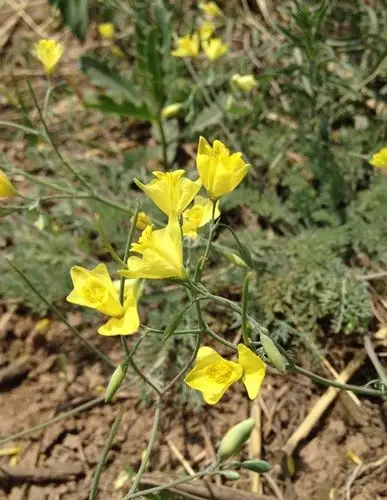 罂粟科的角茴香2