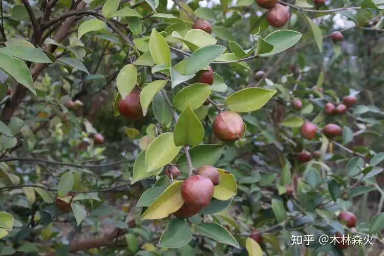 油茶籽油茶树茶油