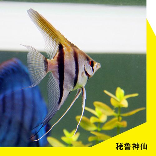 神仙仙鱼燕鱼淡水鱼小型秘鲁黑白成鱼鱼苗新手鱼