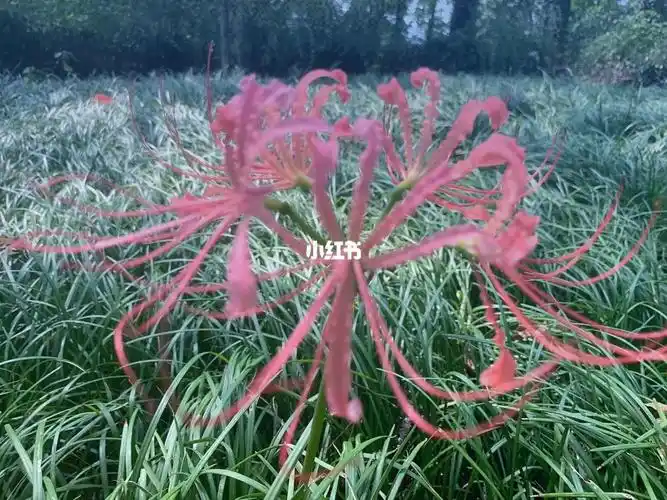 中秋佳节请问这是相思断肠红吗05