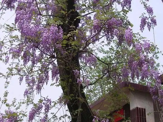 满树葛花香如兰