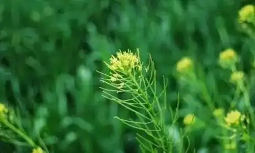 原标题:草木如织 | 我的"蓼莪"