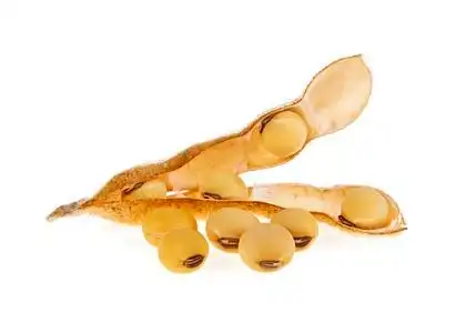 豆浆蛋白质植物在植物上,绿色大豆荚处于成熟阶段大豆植物种子健康