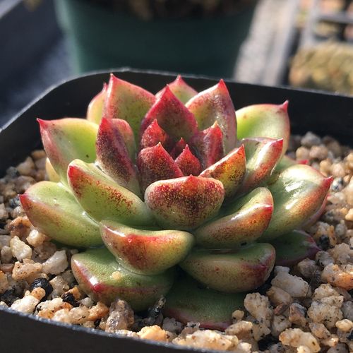 植物水晶玫瑰女王王超美多盆栽花卉盆花组合多肉植物