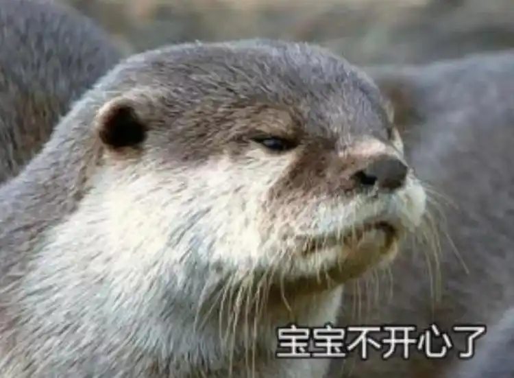 水獭:深圳,我来了