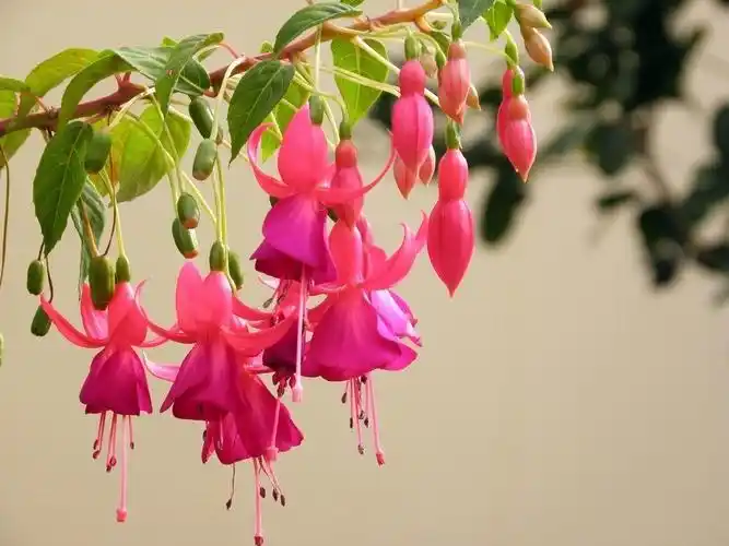 热门灯笼花自己就能扦插几天冒出根系成为极美的小盆栽