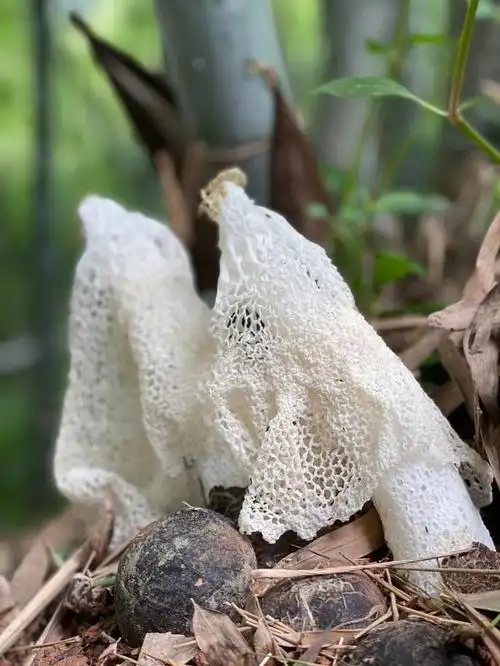 穿着裙子的菇凉——竹荪