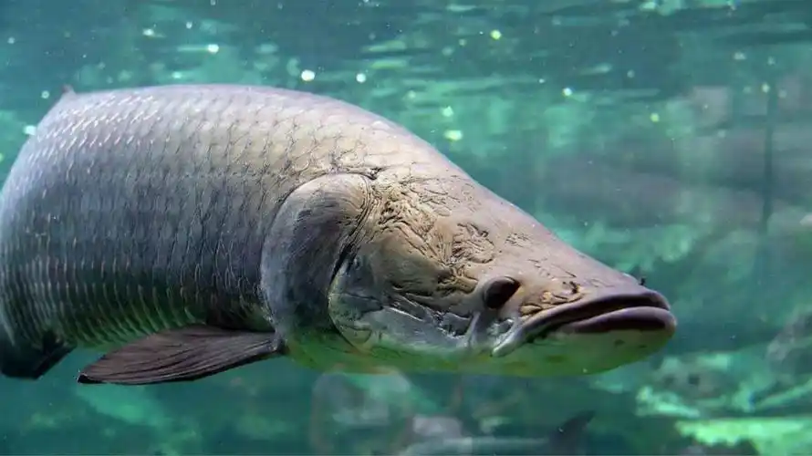 亚马逊河巨骨舌鱼, 一亿年前就存在,其长度超过2.5米