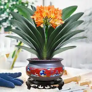 君子兰小苗客厅图片