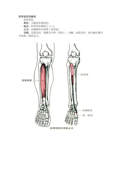 胫骨前肌的解剖