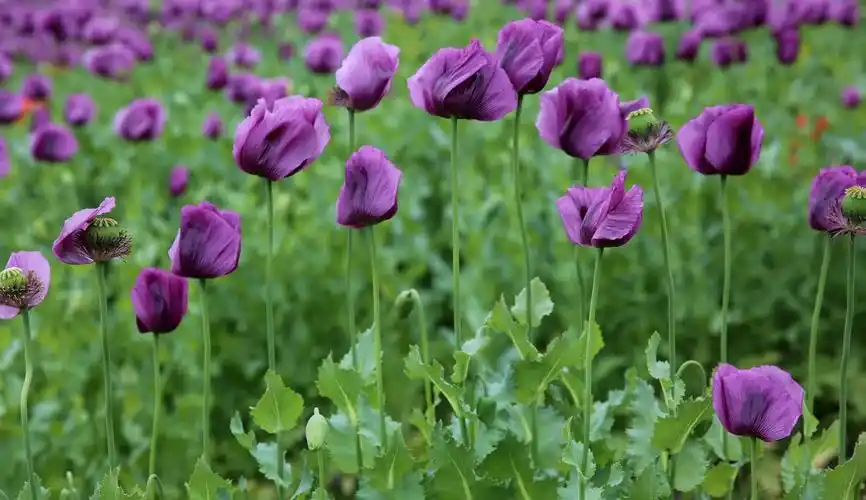 罂粟花开花有不同阶段:花蕾,含苞欲放,盛开,花落结果,它开在直立的